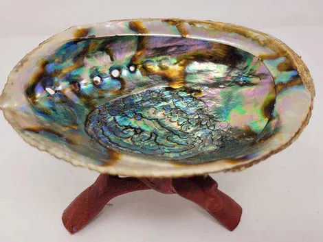 Shell Abalone