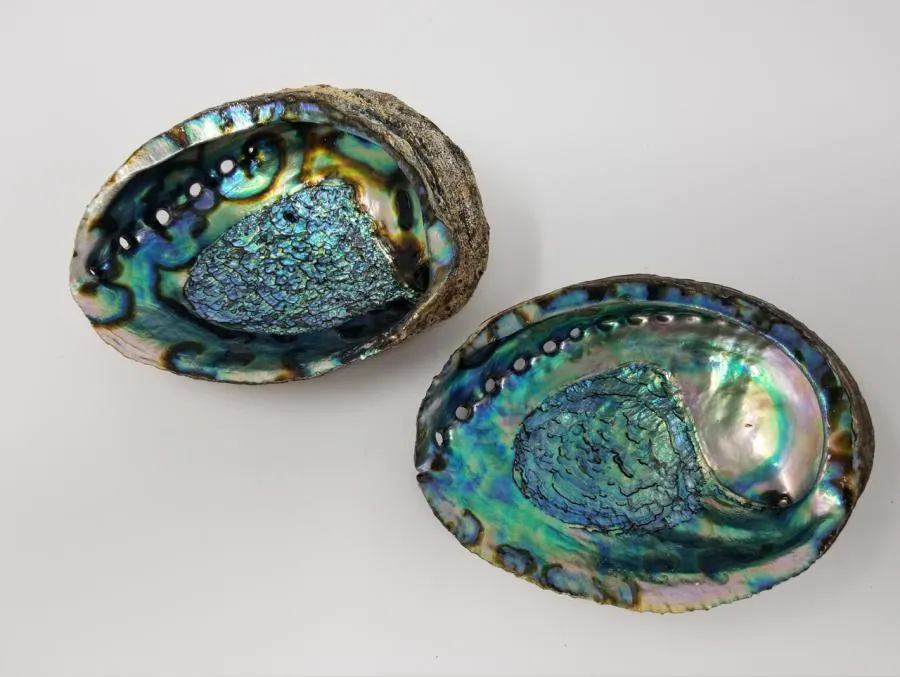 Shell Abalone