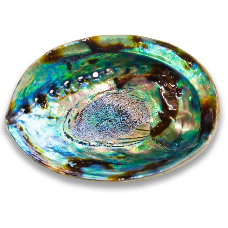 Shell Abalone