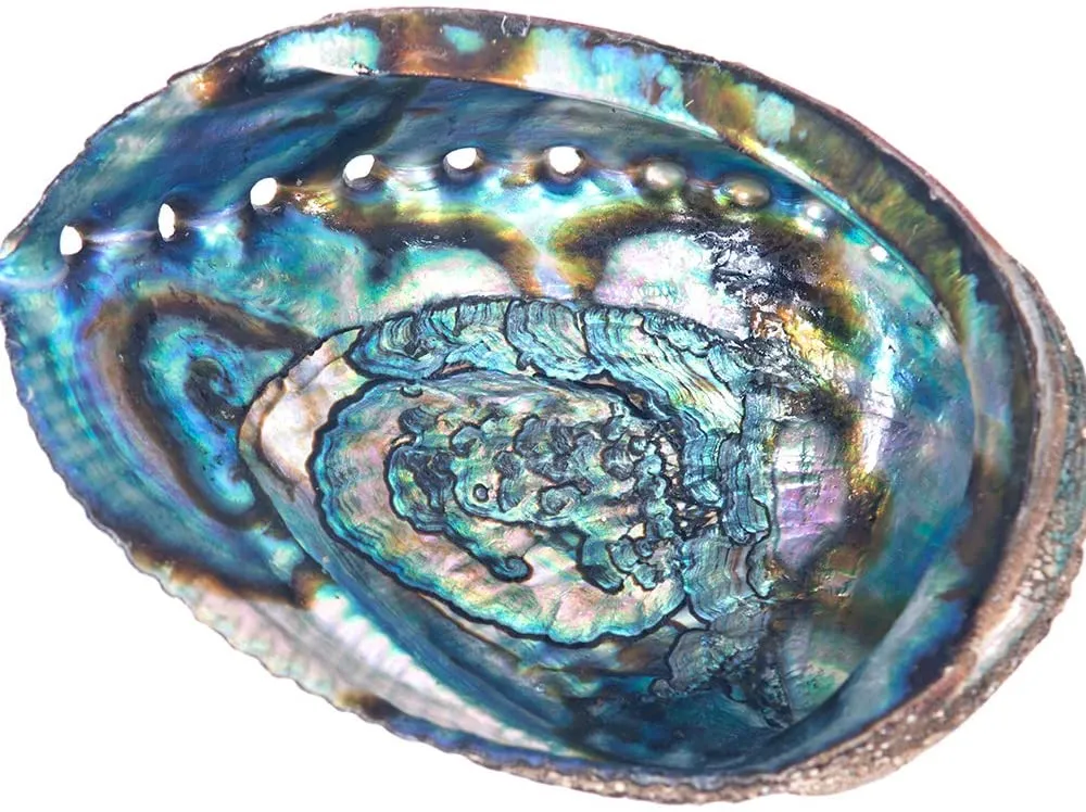 Shell Abalone